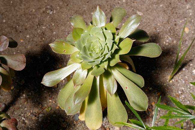 Jardin Botanique de la Bastide-008